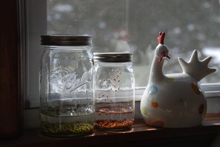 Sprouting Jars